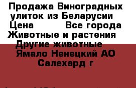 Продажа Виноградных улиток из Беларусии › Цена ­ 250 - Все города Животные и растения » Другие животные   . Ямало-Ненецкий АО,Салехард г.